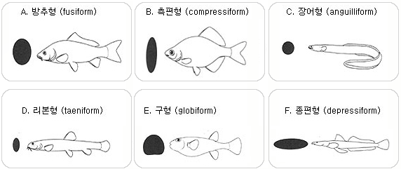 어류의 체형